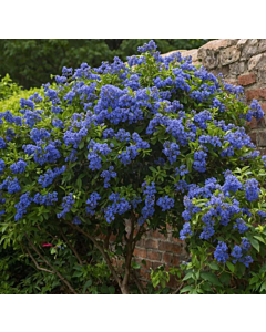Цеанотус / Ceanothus Thyrsiflorus var. Repens - 1 бр. фиданка (30 см)