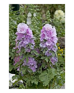 Ружа-джудже Purple - 1 бр. фиданка (30 см)
