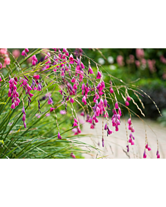 Диерама/ Dierama pulcherrimum -  1 бр.
