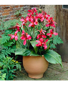 Канна ниска greenleaved Pink Beauty - 1 бр.