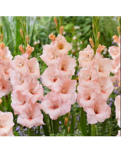 Гладиол large-flowered Apricot Beauty - 1 бр.