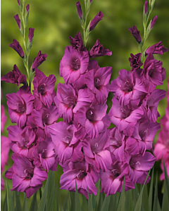Гладиол large-flowered 'Thalia' - 1 бр.