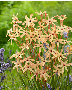 Иксия paniculata Eos - 1 бр.