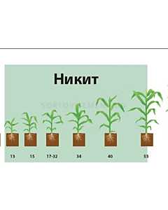 НИКИТ - 12л