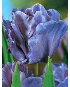 Лале Parrot Blue*