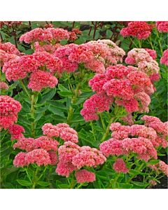 Седум /  Sedum Herbstfreude / 1 бр				 