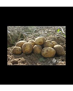 СЕМЕ КАРТОФИ VINETA - КАТЕГОРИЯ A - 5 KG