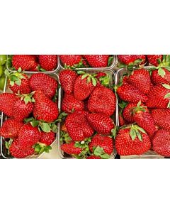 Ягоди Селва, размер А /FRAGARIA SELVA/