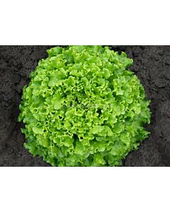 Салата батавия / Sementel / Bejo - 5000 пелети