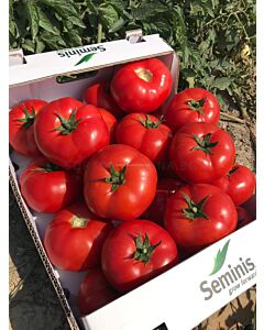 Семена Домати SVTD8033 F1 /червен/