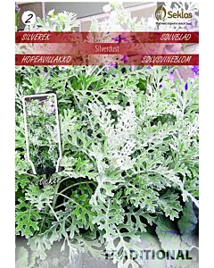 Семена Сребърна рагурта / SILVER RAGWORT / 'SK -1 оп