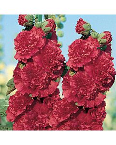 Градинска ружа / Alcea Double Red / 1 бр