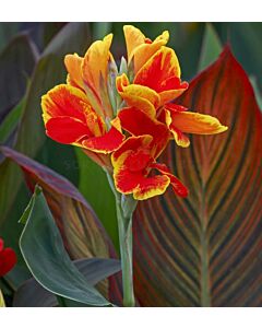 Канна /canna Rosemond coles/ 1 бр