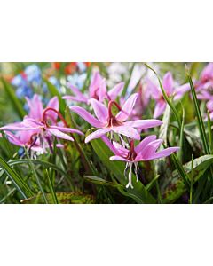 Еритрониум / Erythronium Rose Queen/ 1 бр