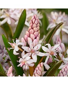 Синчец Bifolia Rosea