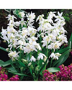 Синчец Siberica Alba