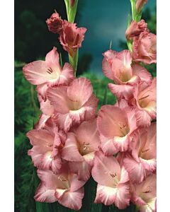 Гладиол large-flowered Smokey 10/12 - 1 бр.