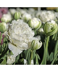 Лале Snow Crystal 1 бр
