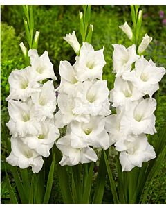 Гладиол large-flowered Snowdon 10/12 - 1 бр. 