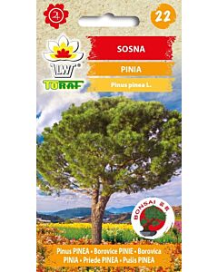 ТОРАФ БОР 10 С Sosna pinia | Pinus pinea - TF