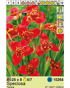 Тигридия Speciosa - 1 опаковка - 8 броя