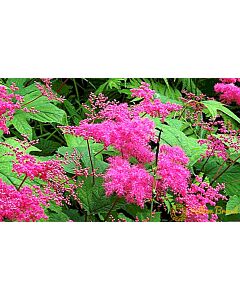 Обикновено орехче / Filipendula Purple / 1 бр