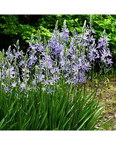 Камасия светло-синя /индийски зюмбюл/ Leichtlinii Caerulea 1 бр