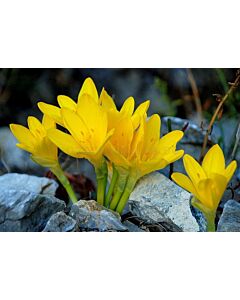 Стернбергия Lutea 