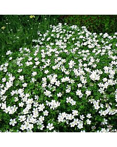 Здравец / Geranium Sang. Album / 1 бр