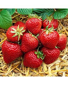 Ягоди / FRAGARIA ELSANTA / 3 коренища
