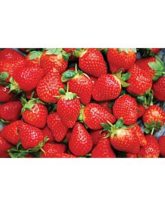 Ягоди Хонеое, размер А /FRAGARIA HONEOYE/