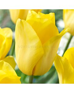 Лале /Tulip Strong Gold 11/12
