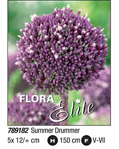декоративен лук Summer Drummer (1 оп - 5 луковици)