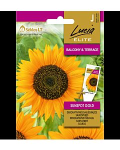 СК СЕМЕНА СЛЪНЧОГЛЕД СЪНСПОТ ГОЛД SUNFLOWER SUNSPOT GOLD