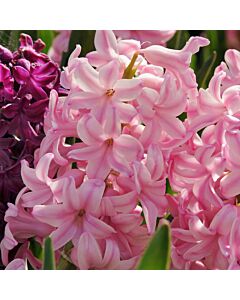Зюмбюл/ ORIENTALIS Pink Surprise - 1 бр.