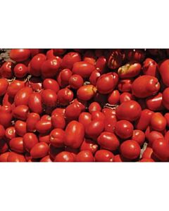 Семена домати SVTM9000 F1 - 500 семена