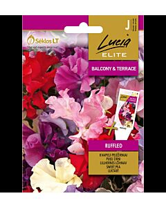 СК СЕМЕНА СЛАДЪК ГРАХ КИЧЕСТ SWEET PEA RUFFLED