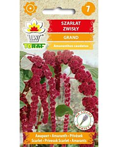 ТОРАФ АМАРАНТ ГРАНД Szarlat zwisly Grand - TF