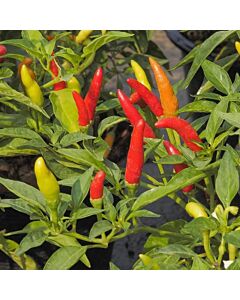 СЕМЕНА ПИПЕР ЛЮТ ТАБАСКО Х 100С HOT PEPPER TABASCO F1  
