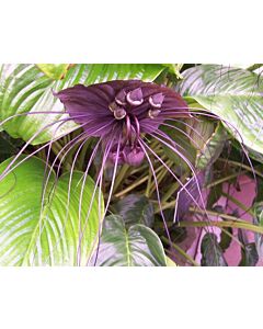Паякова лилия - Tacca chantrieri macrantha - 1 бр