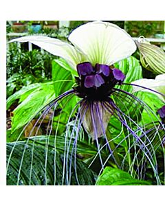 Орхидея на белия прилеп/ Tacca integrifolia/ 1 бр. коренище