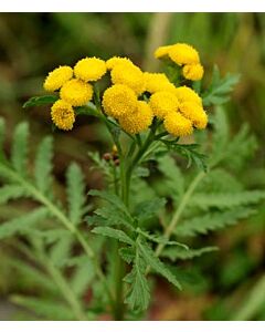 Вратига (Tanacetum vulgare) 1кг