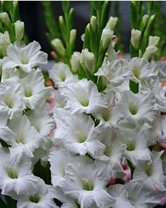 Гладиол Tarantella- Gladiolus large-flowered  'Tarantella' - 1бр.