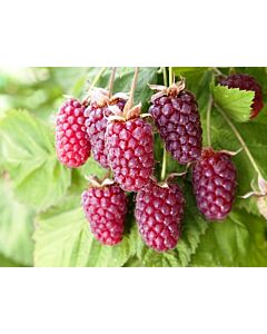 Тайбери (Rubus Tayberry)