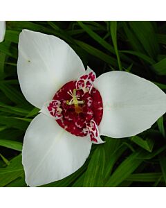 Тигридия / Tigridia White / 1 бр