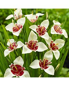Тигридия / Tigridia pavonia 'Alba' / 1 бр