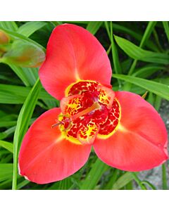 Тигридия / Tigridia pavonia 'Speciosa' / 1 бр