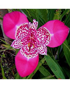 Тигридия / Tigridia pavonia 'Lilacea' / 1 бр