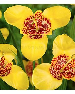 Тигридия / Tigridia pavonia 'Aurea' / 1 бр