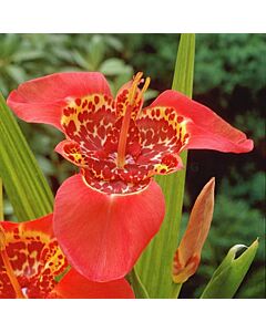 Тигридия / Tigridia Red / 1 бр